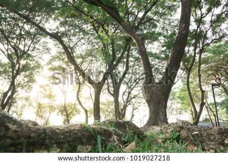 Trees in the garden, the woody perennial plant growing to a considerable height and bearing lateral branches at some distance from the ground. With blurry background.