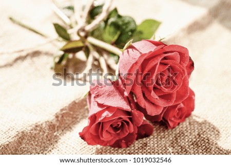 Red rose and spec for background and texture , Romantic concept 