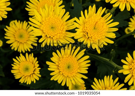 Yellow chrysanthemum flower  in Thailand garden