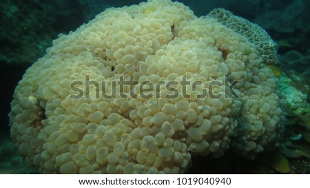 buble coral (euphylliidae) found in Layang-layang island, Malaysia