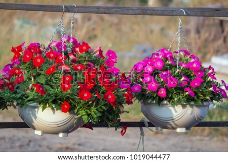 Crimson colorful blooming Petunia flowers (Petunia hybrida)