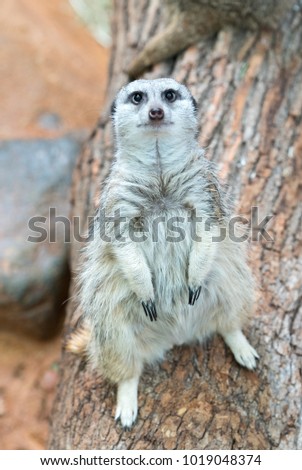 Small cute meerkat sitting on a wooden branch