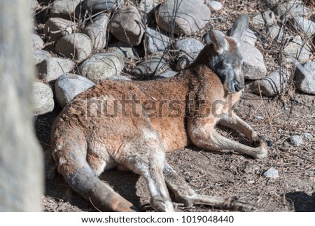 Large kangaroo laying on the ground in a zoo