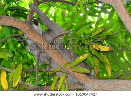 A sloth sleeping and hanging on a tree