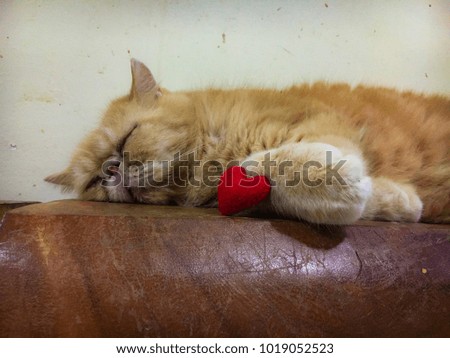 Red heart and cat sleeping.