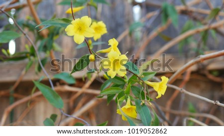Growing Yellow Jessamine Flowers On Fence Royalty-Free Stock Photo #1019052862