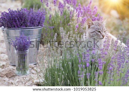Wild cat is sitting in lavender field. Sunset lights over blooming lavander flowers.