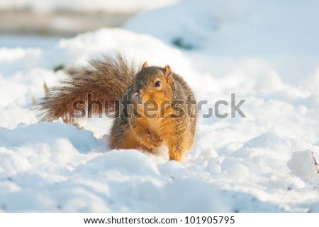 Squirrel in mid-winter out in the snow.