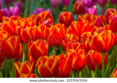 Colorful of various tulips flowers garden.