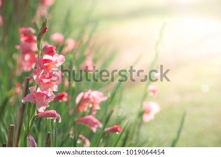 Gladiolus and warm light in blurry garden in background Royalty-Free Stock Photo #1019064454
