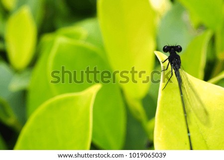 Dark Damselfly/Dragonfly on  green leaf