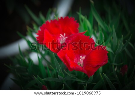Red Dianthus chinensis in garden