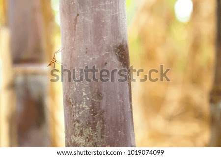 Unknown insect on bamboo 