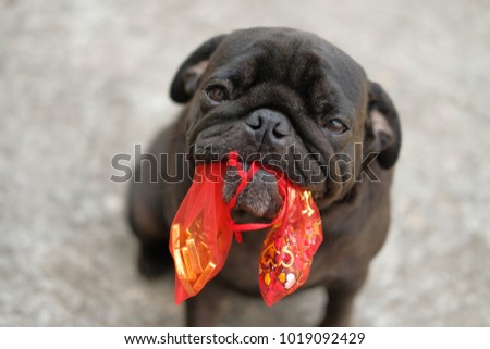 Funny pug dog playing with gold chocolate in Chinese New Year.