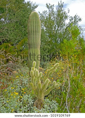 The diversity of plants at the Phoenix Desert Botanical Garden is a rich source of wonder and beauty for both botanists and photographers.  