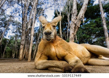Kangaroo sitting down, Australia.