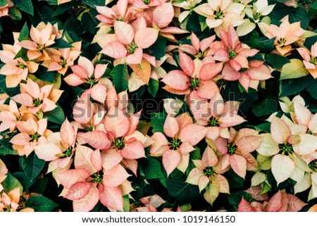 Christmas Flowers - Poinsettias with green and red leaves Background