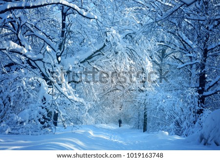 Winter photo landscape with snow-covered trees in the park