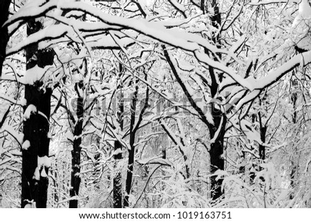 Winter photo landscape with snow-covered trees in the park
