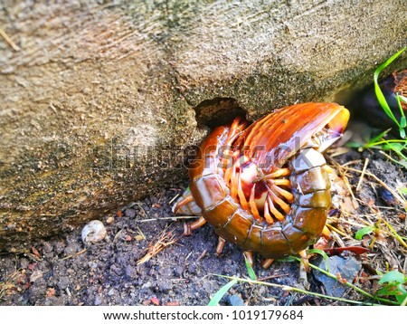 Centipede eating snail 