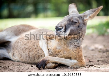 Red kangaroo lying in the shade having a rest