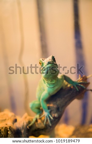Basilisk. Reptile is the Common Basilisk sitting on a tree at a pet store. Terrarium. Animal sheds. Vertical photo