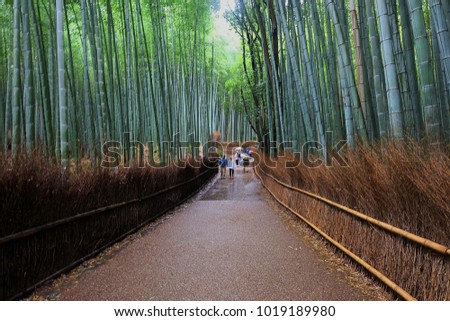 Arashiyama Forest Green Bamboo Kyoto Japan in Raining day Royalty-Free Stock Photo #1019189980