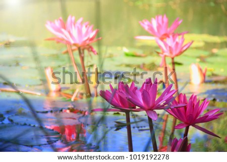Pink Lotus bud and blooming in the pool with blurred green natural background.