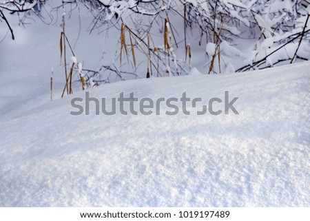 a picture of snow grass and trees under the snow, made a beautiful winter day.