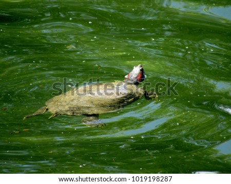 Turtle swimming in lake