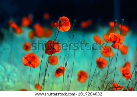Blooming red poppies in a field in spring in nature on a turquoise background with soft focus, macro. Photo with authoring processing and toning. Bright colorful artistic image, floral background