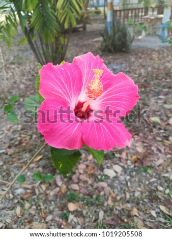 pink Shoe Flower, Hibiscus, Chinese rose Pink hibiscus flowers on the branches in nature.