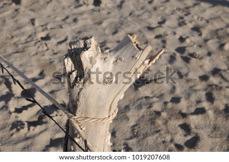 Broken branch on the beach