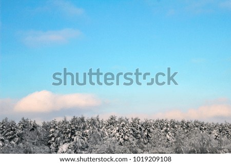 A picture of snow grass and trees under the snow, made a beautiful winter day
