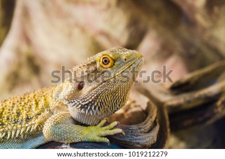 Bearded Agama sits on a tree in a pet store. Terrarium