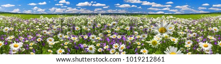spring landscape panorama with flowering flowers on meadow. white chamomile and purple bluebells blossom on field. panoramic summer view of blooming wild flowers in meadow Royalty-Free Stock Photo #1019212861