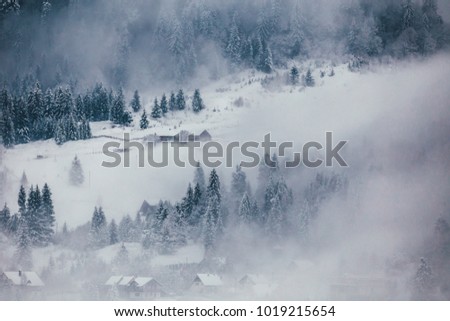 Early morning dense fog by a lake with snowy pine trees