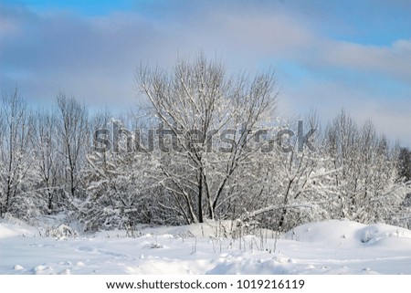 A picture of snow grass and trees under the snow, made a beautiful winter day