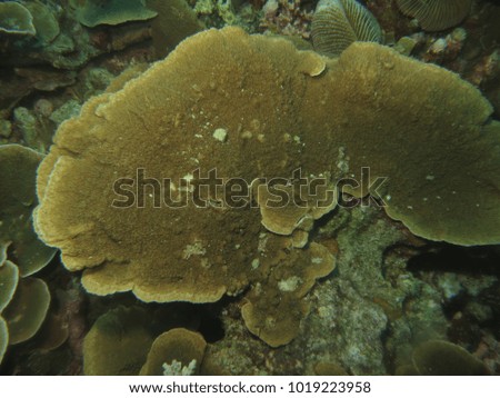 coral found in Layang-layang island, Malaysia