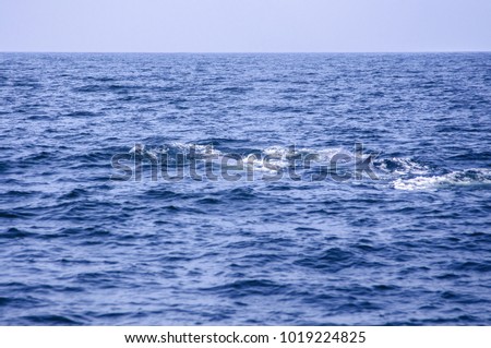 The Bryde's whale swimming in the sea of Asia. Eden's whale diving to the deep blue water surface living in gulf of Thailand.