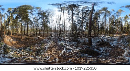 360 degree spherical panorama of european forest in winter with blue sky