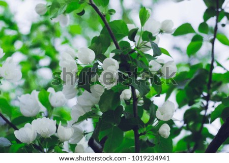Blooming branch of apple tree close-up
