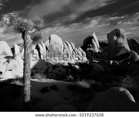 Sunset on rockas and Yucca brevifolia in Joshua Tree National Park, CA.