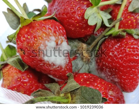 Fungus on strawberry