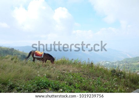 Horse on a mountain with beautiful blue sky
