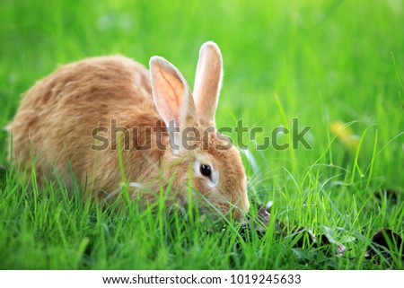 Brown rabbit eating grass. Surrounded by green grass and dry leaves.