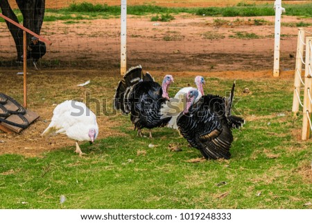 Turkey male or gobbler grazing on a green grass background 
