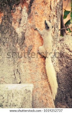 Funny Cute  red and gray squirrel in summer climbing a tree (Sciurus vulgaris, rodent). Curious red squirrel in the tree trunk in natural habitat