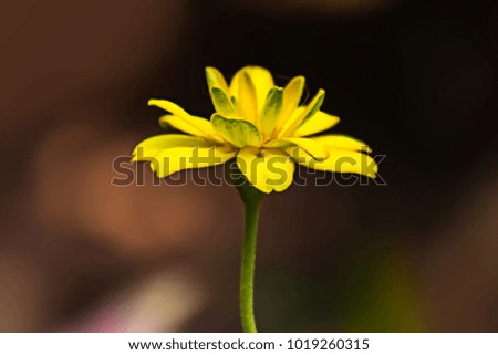 Close up beautiful daisy flower with black background