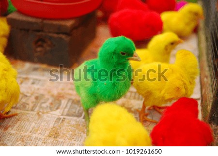 colorful chicks inside the cage